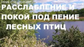 ЛЕСНЫЕ ПТИЦЫ ЭТО МОЩНЫЕ ЦЕЛИТЕЛИ ДУШИ.НАСТУПАЕТ ГАРМОНИЯ И ПОКОЙ.