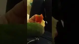 Как правильно кушать сыр )) сначала сыр потом перчик.....