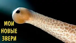 МОИ НОВЫЕ ЗВЕРИ. NEW PETS