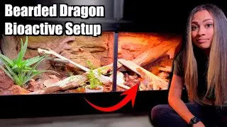 FINALLY!!! A Bearded Dragon Bioactive Setup