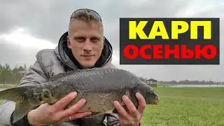 КОМБИКОРМ ИЛИ БОЙЛЫ? РЫБАЛКА НА КАРПА ОСЕНЬЮ С ФИДЕРОМ.КОМБИКОРМ ПРОТИВ БОЙЛОВ