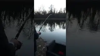 pesca storione lago dei gabbiani  2022 🦈🦈🦈