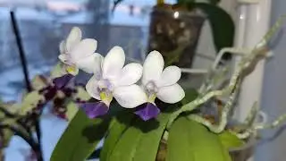 Phal. Su's Glad Kids 'Blue'. Дрмашнее цветение. Орхидея