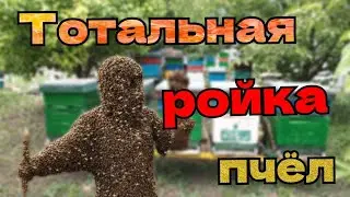 Тотальное роение пчелиных семей 🤦