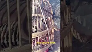 садои кабк хангоми шикор таджикистан
