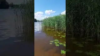 Мошковский залив Конаково 16.06.2024