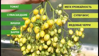 Томат СУМАСШЕДШИЕ ВИШНИ БАРРИ, выдает кисть до 3 кг,  сладкие медовые черри, Barry's Crazy Cherry