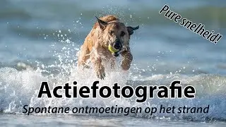 Hondenfotografie: Actie & spontane ontmoetingen op het strand