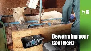 Deworming your Goat Herd