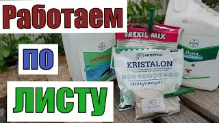 Профилактическая обработка винограда  в теплице от болезней .