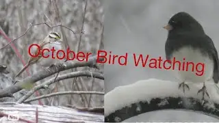 Two birds YOU should be looking for in OCTOBER!