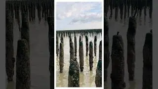 Как разводят мидии бушо?