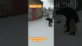 Голуби встречают бабушку-кормилицу в лютый мороз 