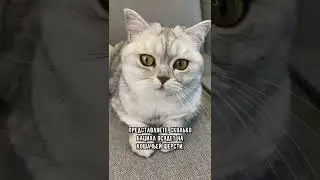 Почему нельзя гладить кошку грязными руками? 