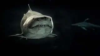 A song about dangerous men