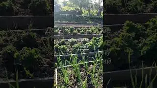 ДЕЛА ОГОРОДНЫЕ В САДУ ГОРТЕНЗИЙ 