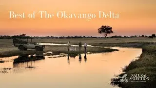 The Best of the Okavango Delta