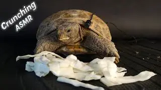Unwind with This: Tortoise ASMR with Crunchy Sounds