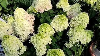Гортензия метельчатая Литтл Лайм Панч (Little-Lime®-Punch) - роскошная новинка 2023