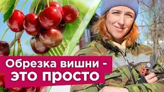 КАК ОБРЕЗАТЬ ВИШНЮ ВЕСНОЙ? Ягоды будут огромного размера, а дерево компактным