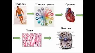 Концепция здоровья за 10 минут