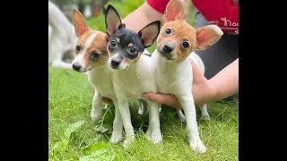 📞+7 (916) 288-70-21 Продаются щенки 🐶 Той-фокстерьер ✍ Валерия Василенькая. Доставка есть.