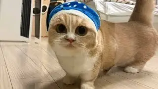 ПРИКОЛЫ С КОТИКАМИ смешные коты СМЕШНАЯ ОЗВУЧКА КОТЫ коты 2019