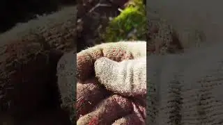два пятака рядом 