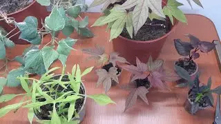 Черенкование ипомеи батат, результаты.
