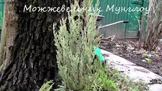 Можжевельник скальный Мунглоу