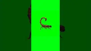 Scorpion green screen running video 