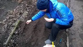 Seeds of Tomatoes. Winter sowing in soil.
