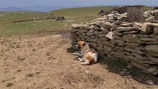 рабочие Волкодавы гор Нохур, Туркменистан.