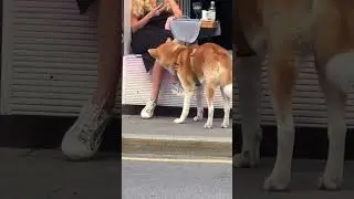 The dog licks the leg of a strange girl in a cafe!