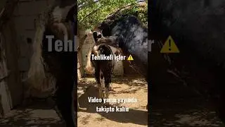 Doğal inek tohumlama Tehlikeli işler ⚠️ 