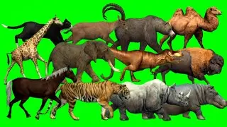 Alligator,Bear,Cat,Dinosaur,Elephant,Fox,Giraffe,Hippo,Ibex,Rhino,Tiger Animals Green Screen#animals