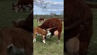 НЕ хочет кормить теленка 