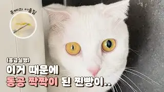 Cat slave... Why do my eyes look like this…?? o_O