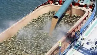 Почему Все Убивают Зеленых Крабов?