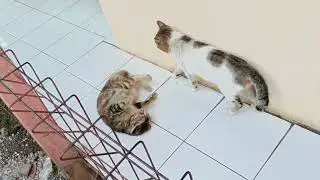Perbulian Kucing Masih Berlanjut