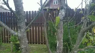Беда, гибнут сливы... не знаю причины!
