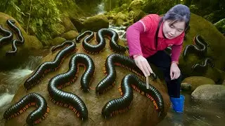 Harvesting 1000+ Wild Millipede Goes To Market Sell | Ella-Free Bushcraft