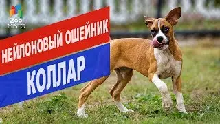 Нейлоновый ошейник для собак Коллар | Обзор нейлоновый ошейник для собак Коллар