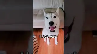 I Can't Believe My HUSKY Finally Said 