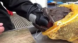 Морской черт заглотил руку мужика  Мерзость!