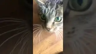 Зузлик нюхает кокос