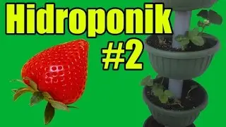 Клубника на балконе #2. Косяки