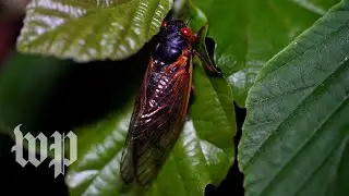Wet hot cicada summer: A timeline of Brood X