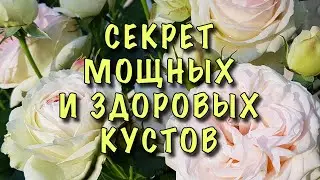 ХОТИТЕ МОЩНЫЕ и ЗДОРОВЫЕ РОЗЫ? Сделайте ТАК! Важная ПОДКОРМКА РОЗ в КОНЦЕ МАЯ