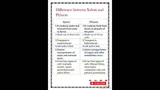 Difference between xylem and phloem